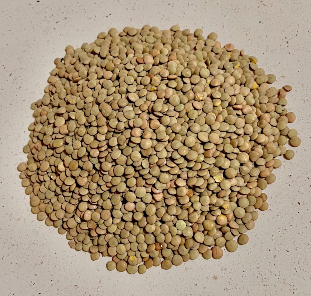 Brown lentils